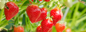 Strawberry Irrigation Solutions