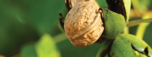 Nut Irrigation Solutions