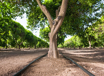 https://pt.rivulis.com/wp-content/uploads/2022/07/orchards-and-vineyards-solution.jpg